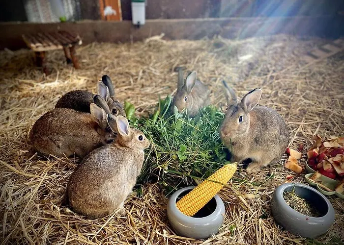 Boswachtershuis Goed Malberg בית נופש *